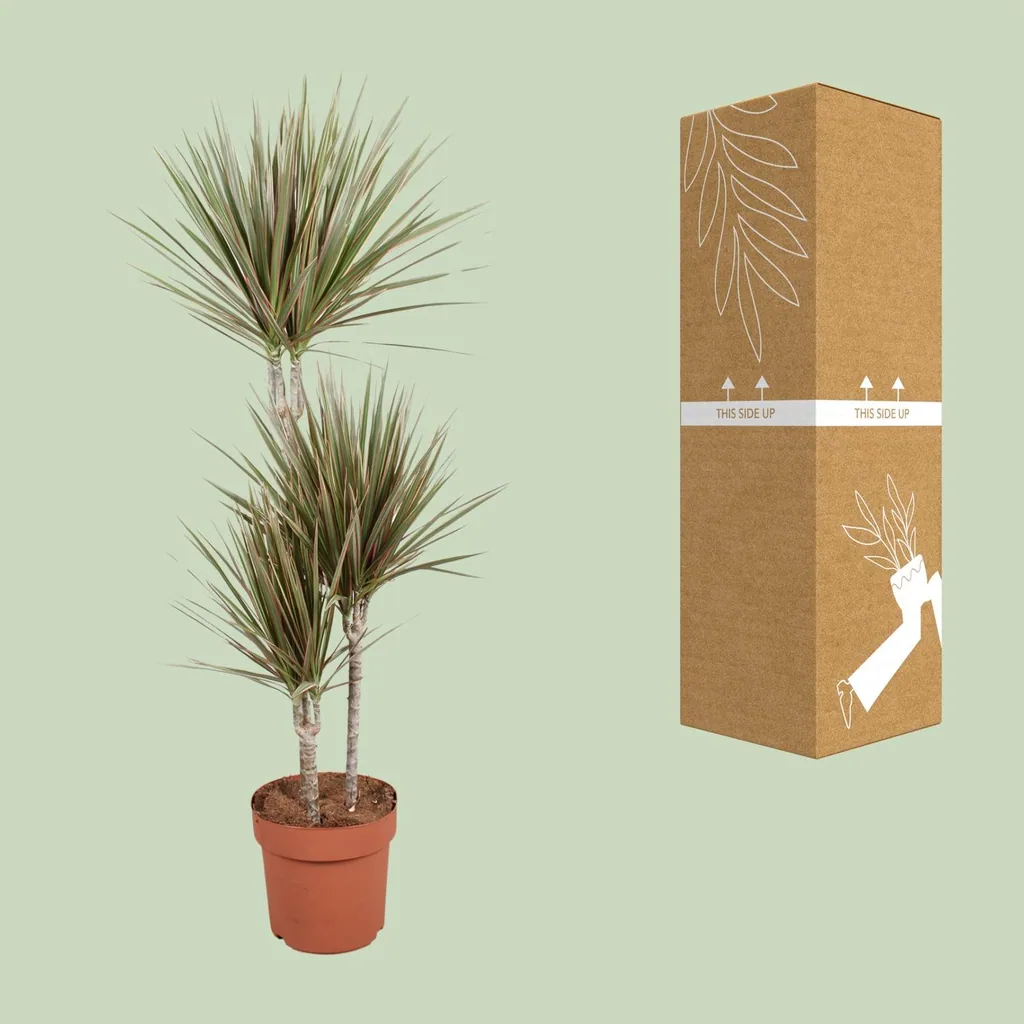 Zweifarbiger Drachenbaum (Dracaena bicolor) – pflegeleichte Zimmerpflanze, Topf-Ø 21 cm, Höhe ca. 120 cm