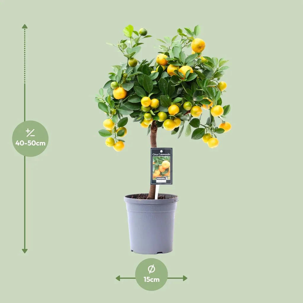Calamondin (Citrus madurensis) – pflegeleichte Zimmerpflanze, Topf-Ø 15 cm, Höhe ca. 45 cm