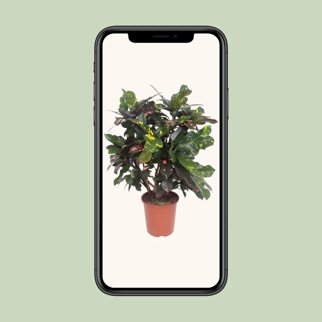 Kroton 'Magnificent' (Codiaeum) – pflegeleichte Zimmerpflanze, Topf-Ø 27 cm, Höhe ca. 110 cm