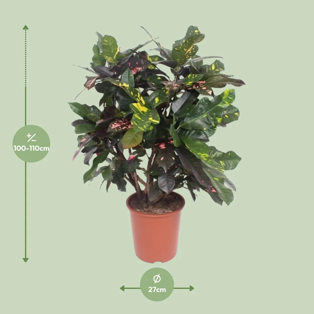 Kroton 'Magnificent' (Codiaeum) – pflegeleichte Zimmerpflanze, Topf-Ø 27 cm, Höhe ca. 110 cm