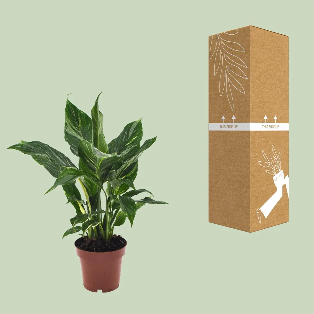 Einblatt 'Diamond' (Spathiphyllum) – pflegeleichte Zimmerpflanze, Topf-Ø 12 cm, Höhe ca. 40 cm