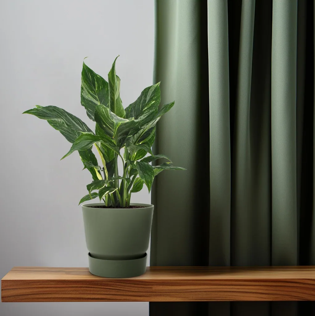 Einblatt 'Diamond' (Spathiphyllum) – pflegeleichte Zimmerpflanze, Topf-Ø 12 cm, Höhe ca. 40 cm