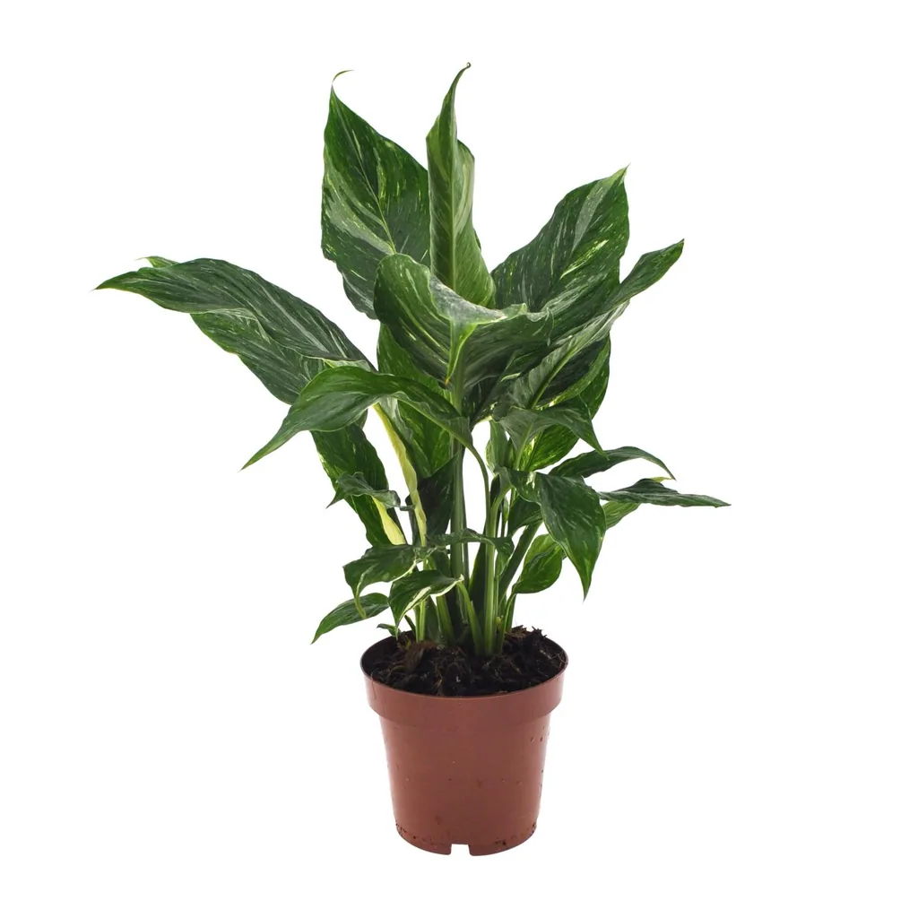 Einblatt 'Diamond' (Spathiphyllum) – pflegeleichte Zimmerpflanze, Topf-Ø 12 cm, Höhe ca. 40 cm