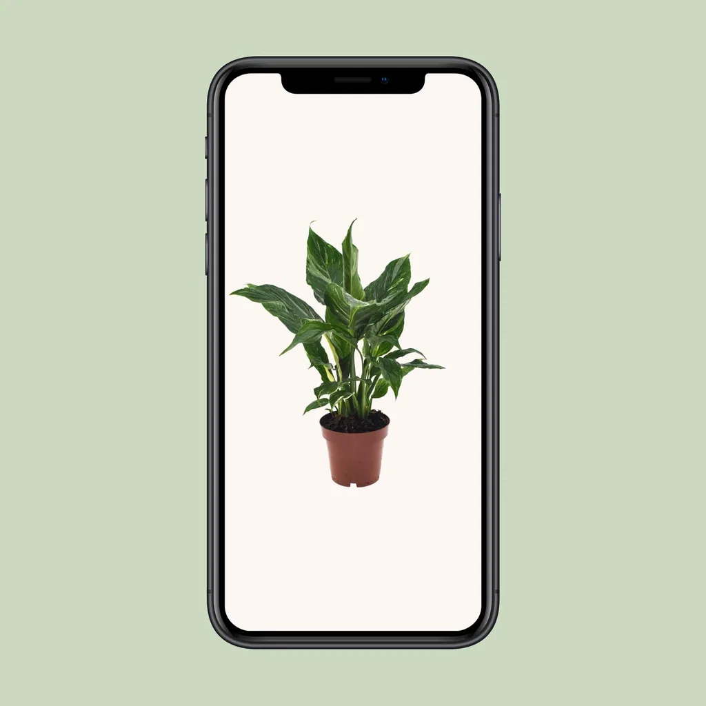 Einblatt 'Diamond' (Spathiphyllum) – pflegeleichte Zimmerpflanze, Topf-Ø 12 cm, Höhe ca. 40 cm