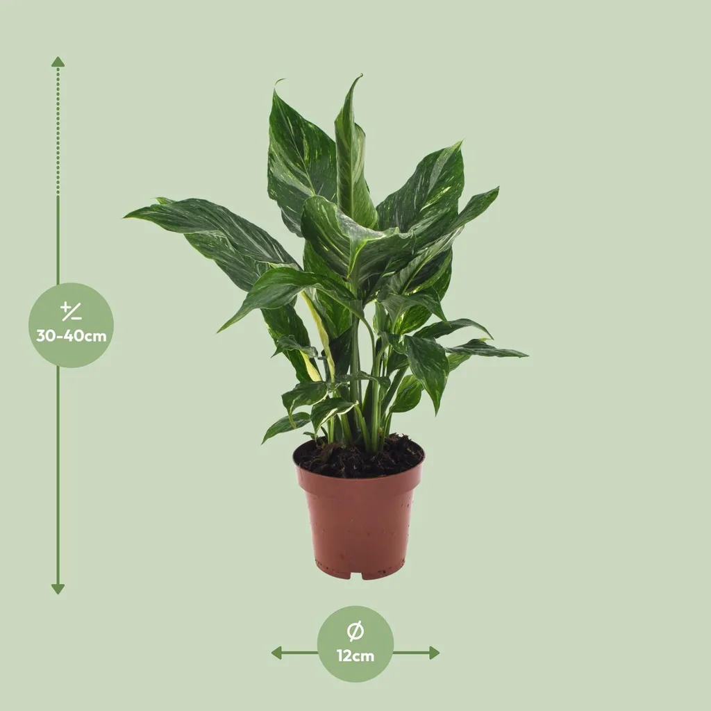 Einblatt 'Diamond' (Spathiphyllum) – pflegeleichte Zimmerpflanze, Topf-Ø 12 cm, Höhe ca. 40 cm