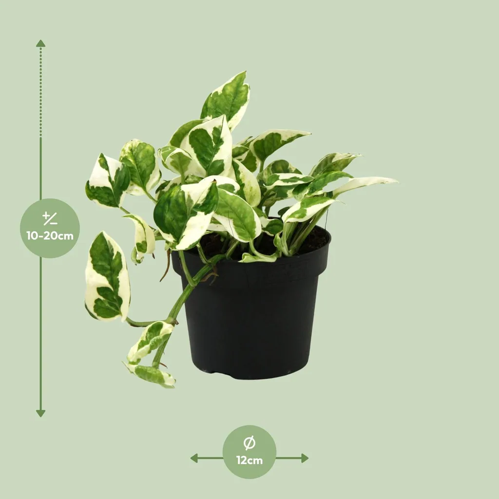 Efeutute 'N'joy' (Epipremnum aureum) – pflegeleichte Zimmerpflanze, Topf-Ø 12 cm, Höhe ca. 15 cm