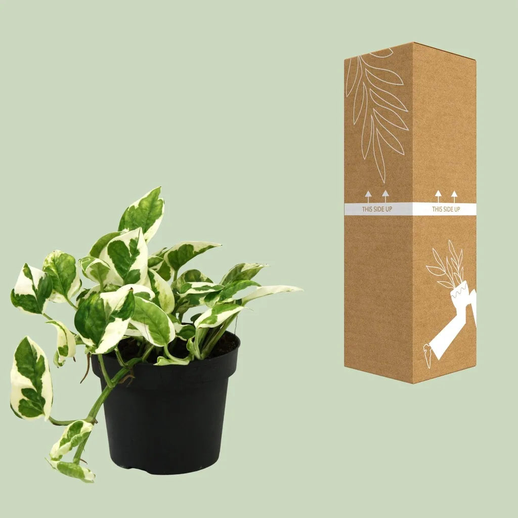 Efeutute 'N'joy' (Epipremnum aureum) – pflegeleichte Zimmerpflanze, Topf-Ø 12 cm, Höhe ca. 15 cm