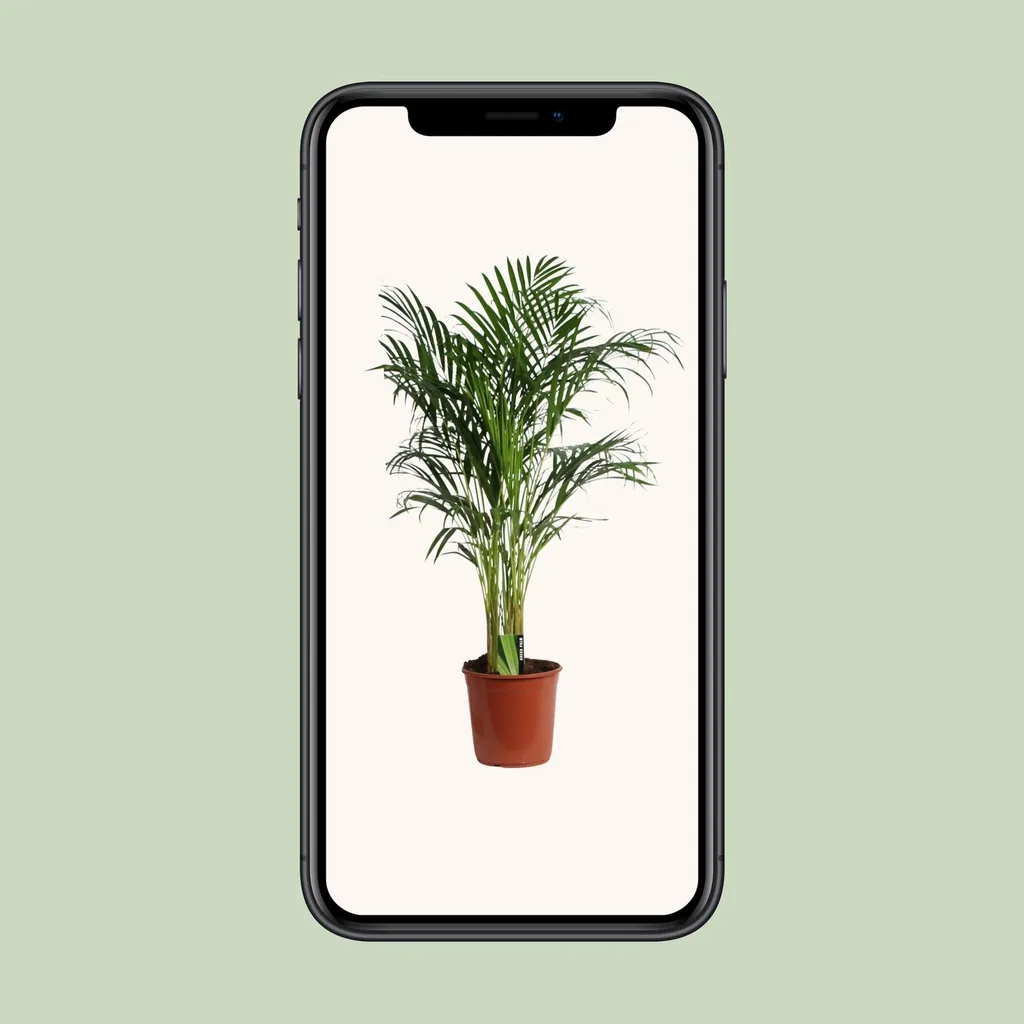 Goldfruchtpalme (Dypsis lutescens) – pflegeleichte Zimmerpflanze, Topf-Ø 24 cm, Höhe ca. 120 cm