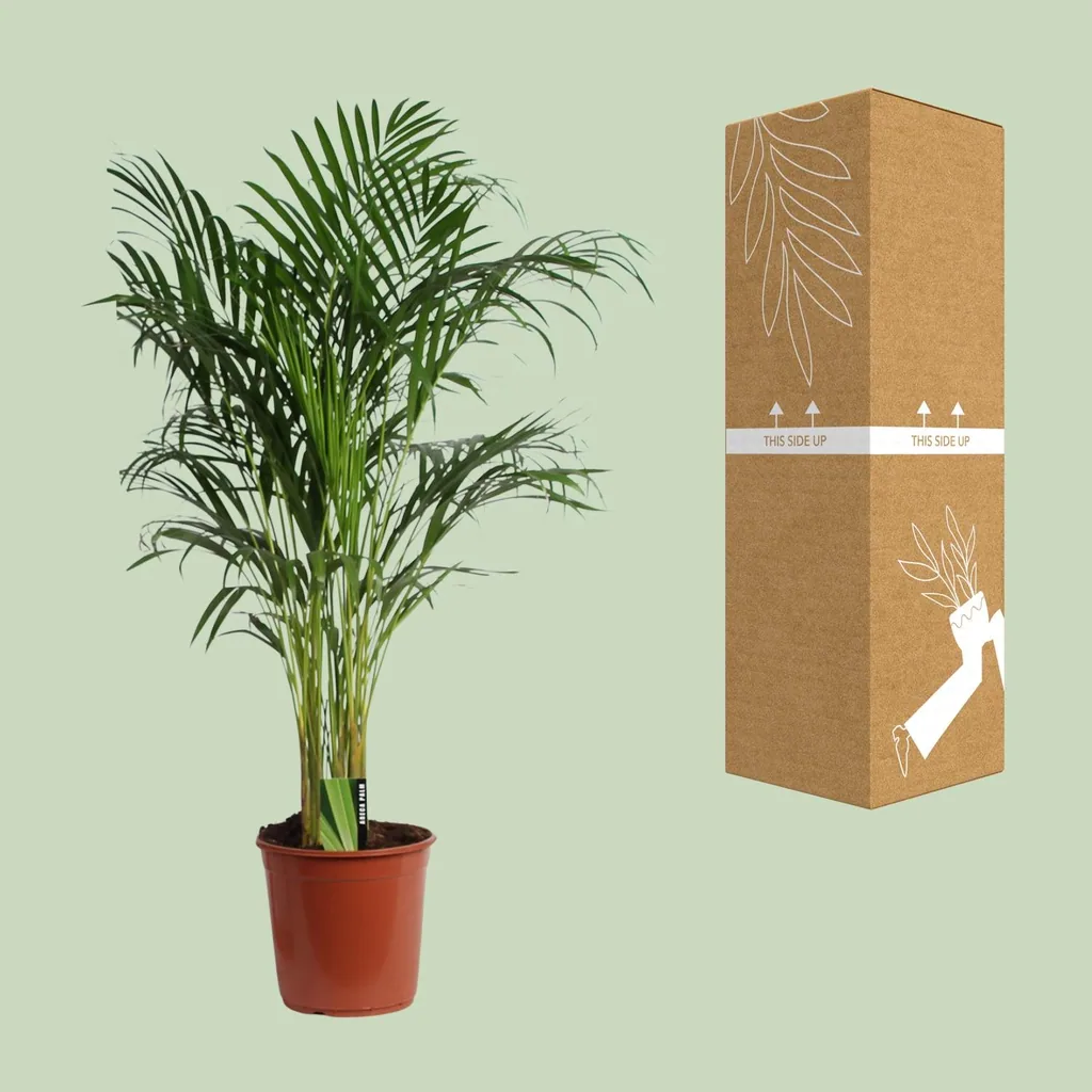 Goldfruchtpalme (Dypsis lutescens) – pflegeleichte Zimmerpflanze, Topf-Ø 24 cm, Höhe ca. 120 cm