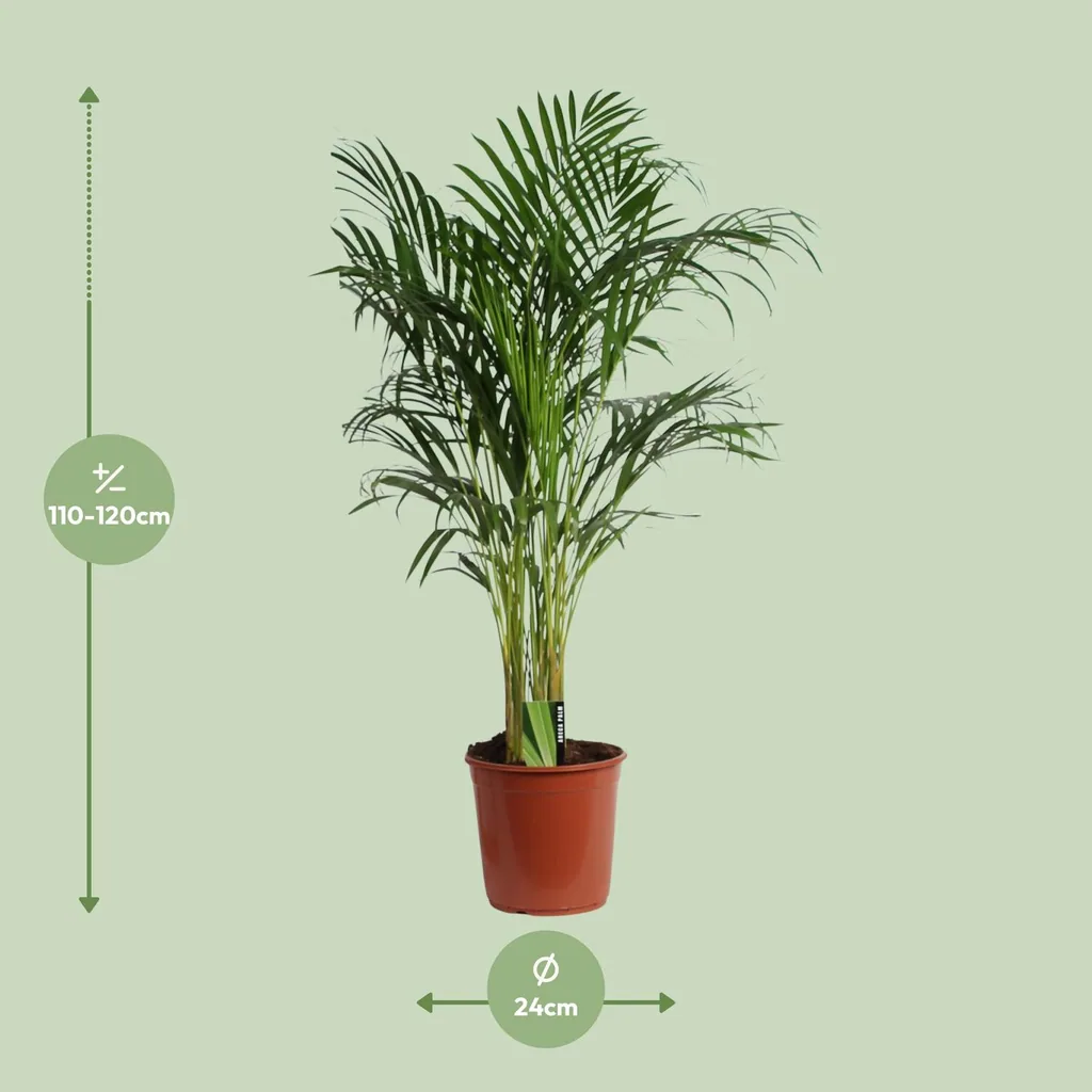 Goldfruchtpalme (Dypsis lutescens) – pflegeleichte Zimmerpflanze, Topf-Ø 24 cm, Höhe ca. 120 cm