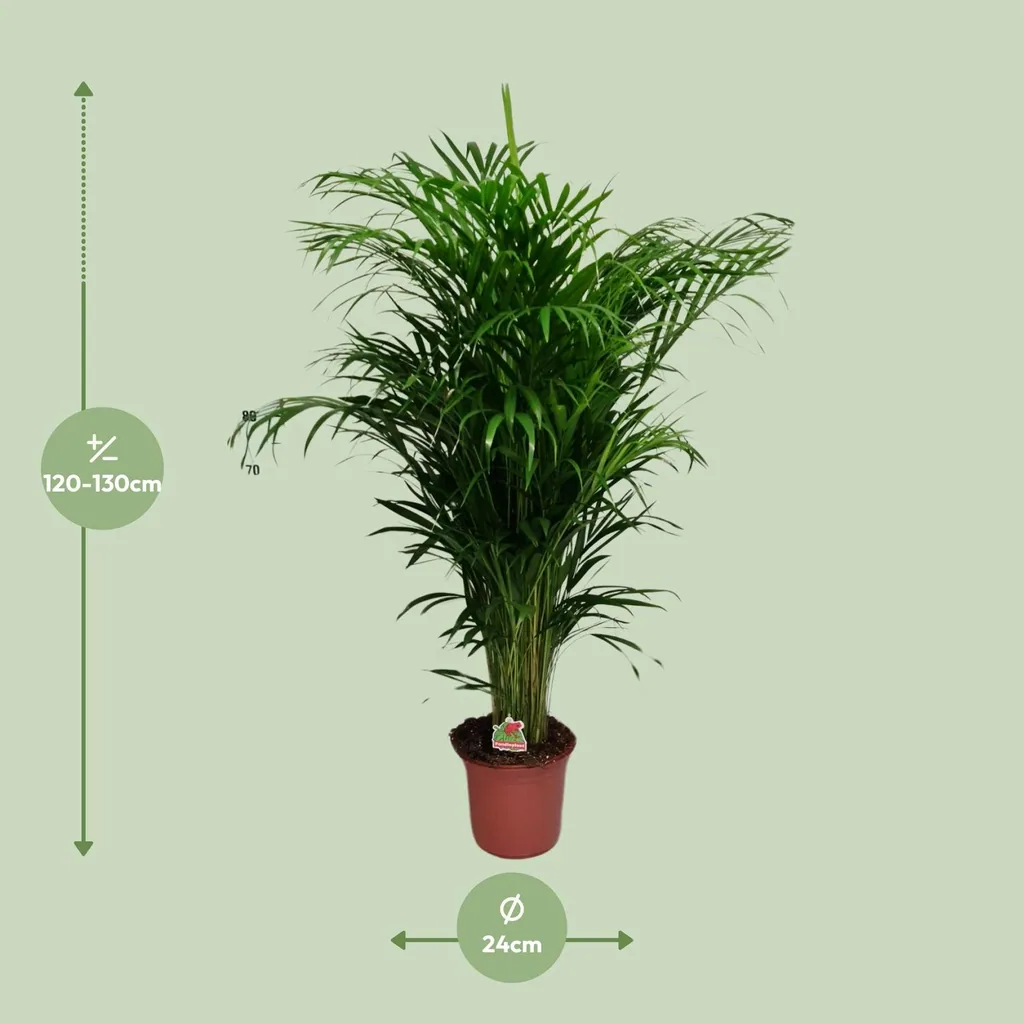 Goldfruchtpalme (Dypsis lutescens) – pflegeleichte Zimmerpflanze, Topf-Ø 24 cm, Höhe ca. 125 cm