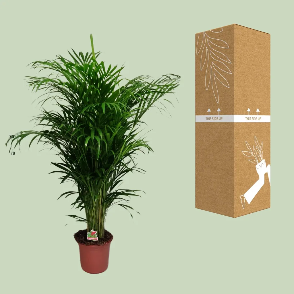 Goldfruchtpalme (Dypsis lutescens) – pflegeleichte Zimmerpflanze, Topf-Ø 24 cm, Höhe ca. 125 cm