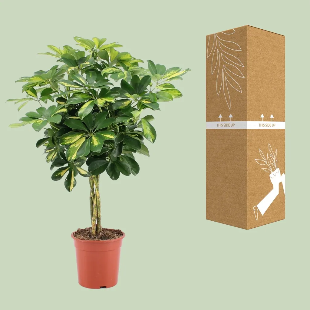 Strahlenaralie 'Gold Capella' (Schefflera arboricola) – pflegeleichte Zimmerpflanze, Topf-Ø 19 cm, Höhe ca. 75 cm