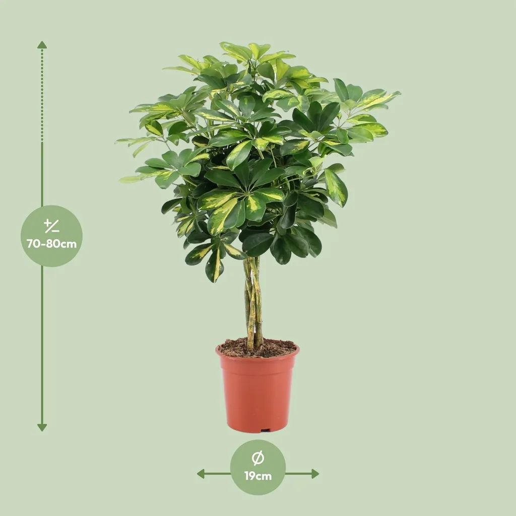 Strahlenaralie 'Gold Capella' (Schefflera arboricola) – pflegeleichte Zimmerpflanze, Topf-Ø 19 cm, Höhe ca. 75 cm