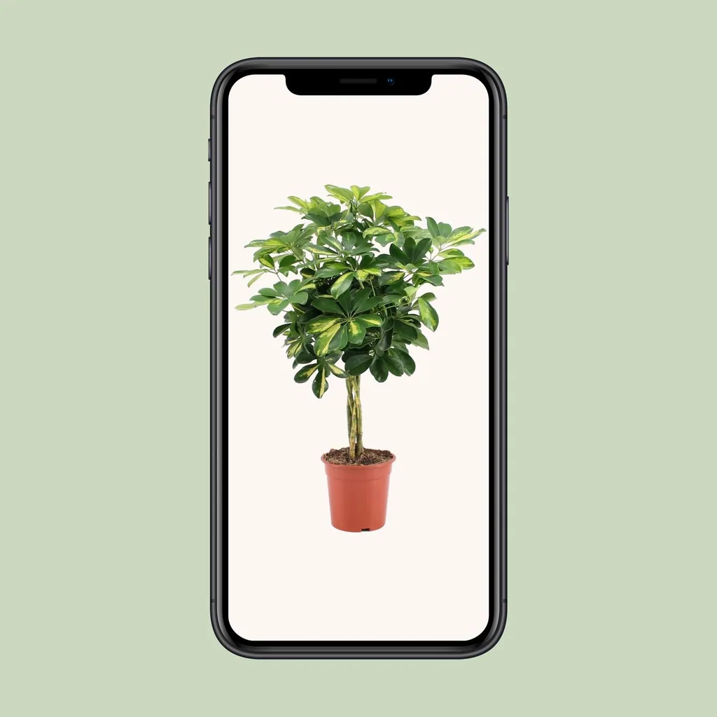 Strahlenaralie 'Gold Capella' (Schefflera arboricola) – pflegeleichte Zimmerpflanze, Topf-Ø 19 cm, Höhe ca. 75 cm