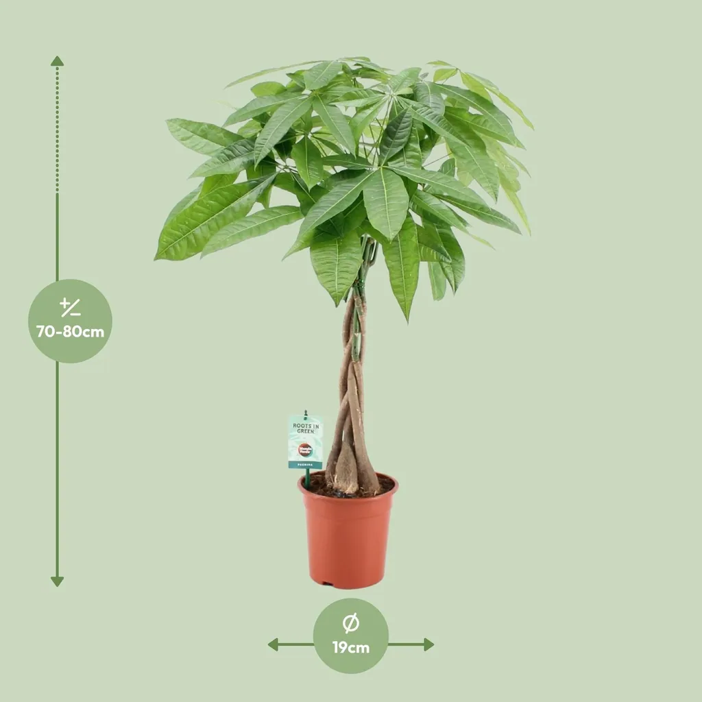 Glückskastanie (Pachira aquatica) – pflegeleichte Zimmerpflanze, Topf-Ø 19 cm, Höhe ca. 80 cm