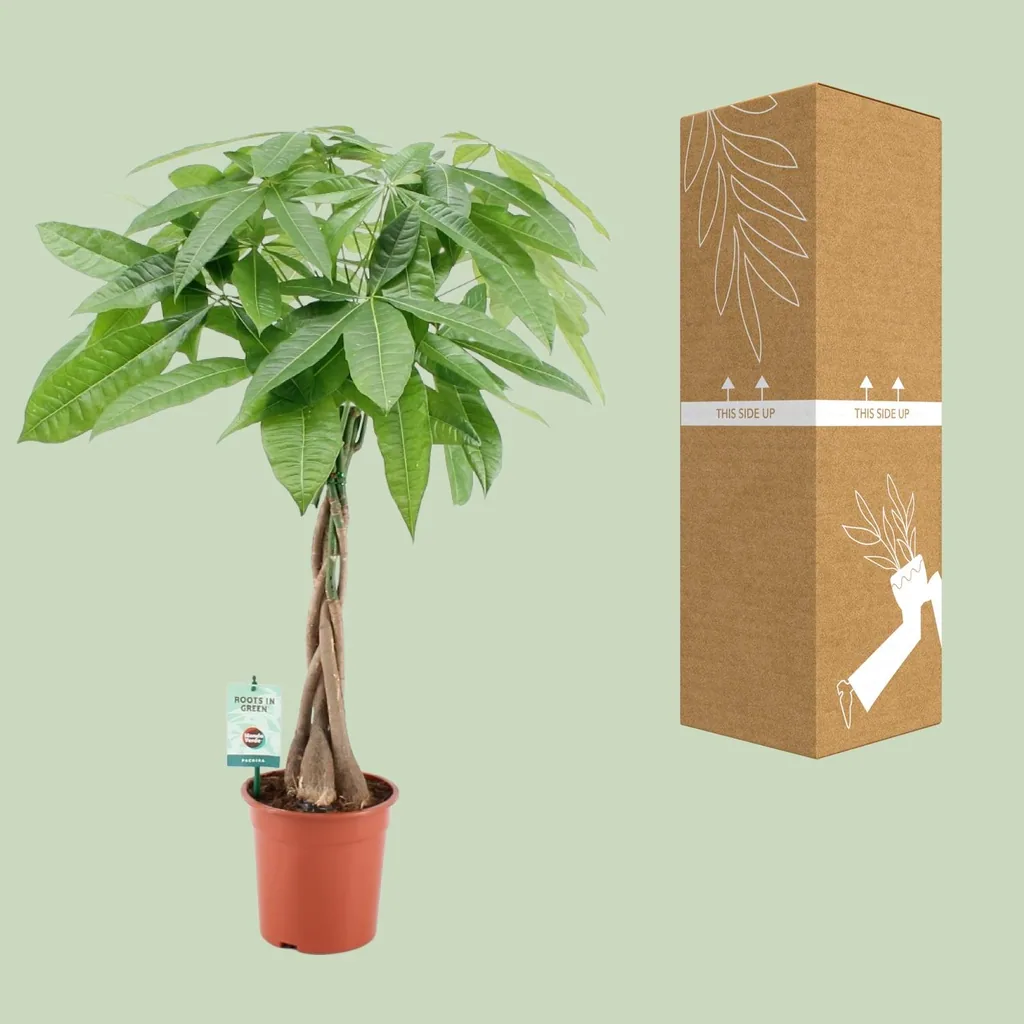 Glückskastanie (Pachira aquatica) – pflegeleichte Zimmerpflanze, Topf-Ø 19 cm, Höhe ca. 80 cm