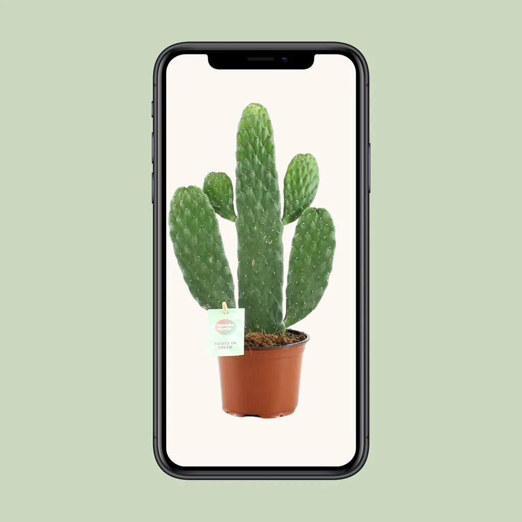 Feigenkaktus 'Rubescens Consolea' (Opuntia) – Feigenkaktus, Topf-Ø 12 cm, Höhe ca. 35 cm