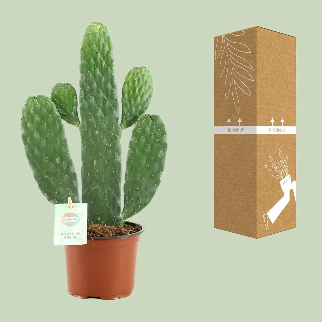Feigenkaktus 'Rubescens Consolea' (Opuntia) – Feigenkaktus, Topf-Ø 12 cm, Höhe ca. 35 cm