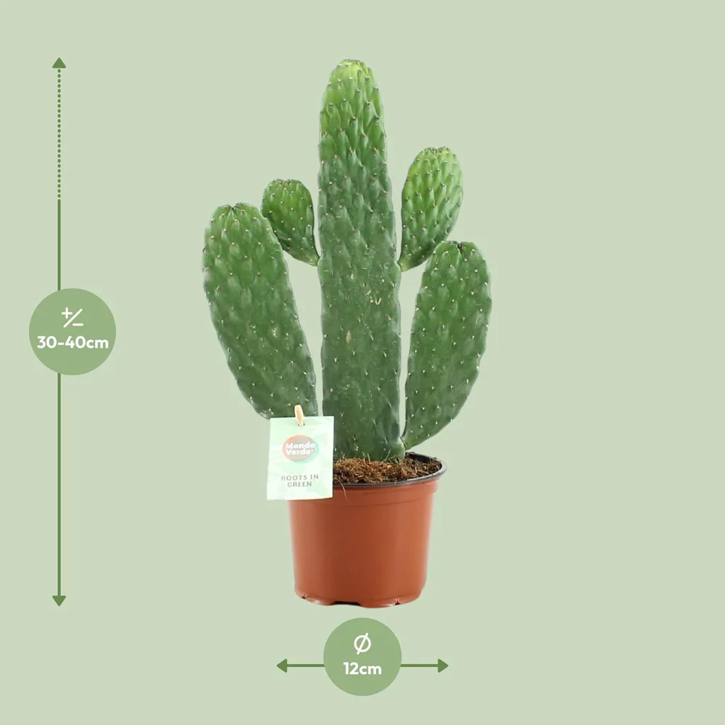 Feigenkaktus 'Rubescens Consolea' (Opuntia) – Feigenkaktus, Topf-Ø 12 cm, Höhe ca. 35 cm