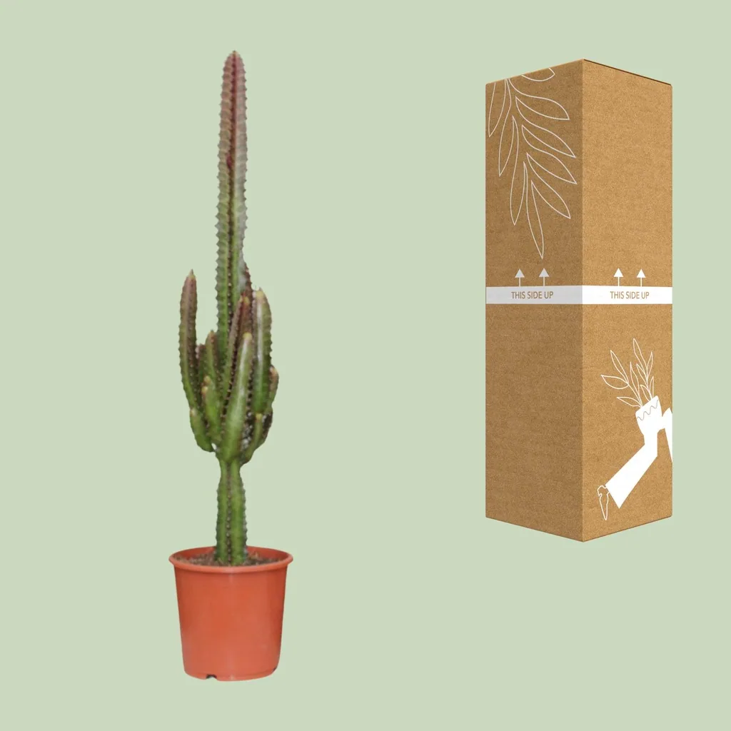 Säulen-Wolfsmilch 'Rubra' (Euphorbia trigona) – pflegeleichte Zimmerpflanze, Topf-Ø 17 cm, Höhe ca. 70 cm