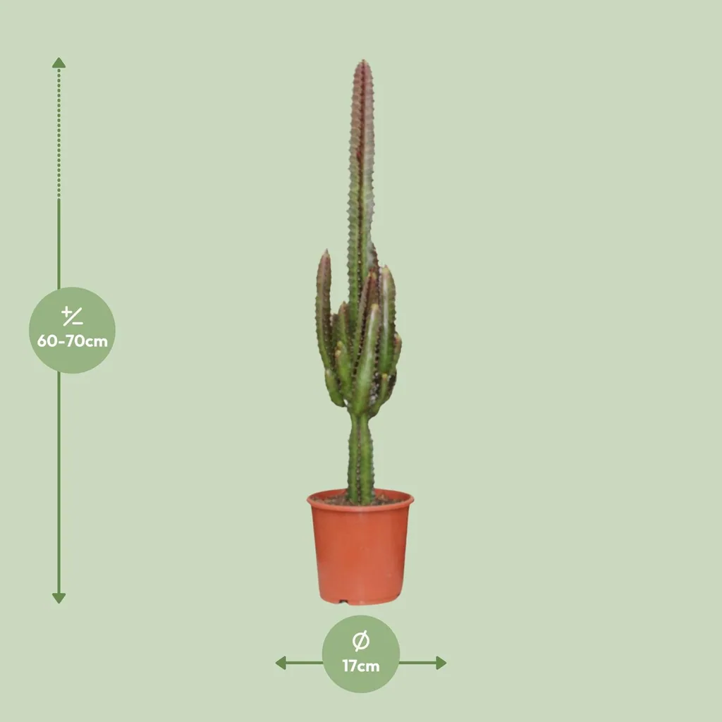 Säulen-Wolfsmilch 'Rubra' (Euphorbia trigona) – pflegeleichte Zimmerpflanze, Topf-Ø 17 cm, Höhe ca. 70 cm
