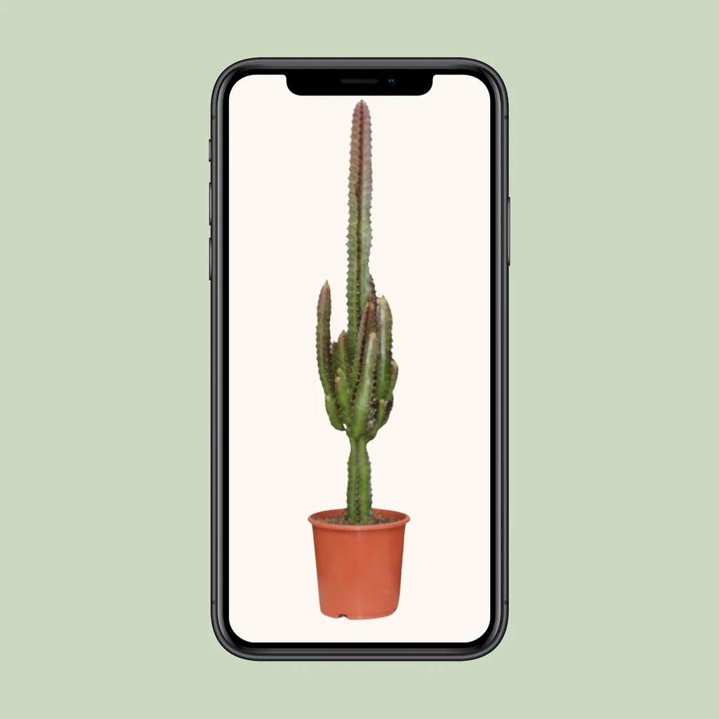 Säulen-Wolfsmilch 'Rubra' (Euphorbia trigona) – pflegeleichte Zimmerpflanze, Topf-Ø 17 cm, Höhe ca. 70 cm