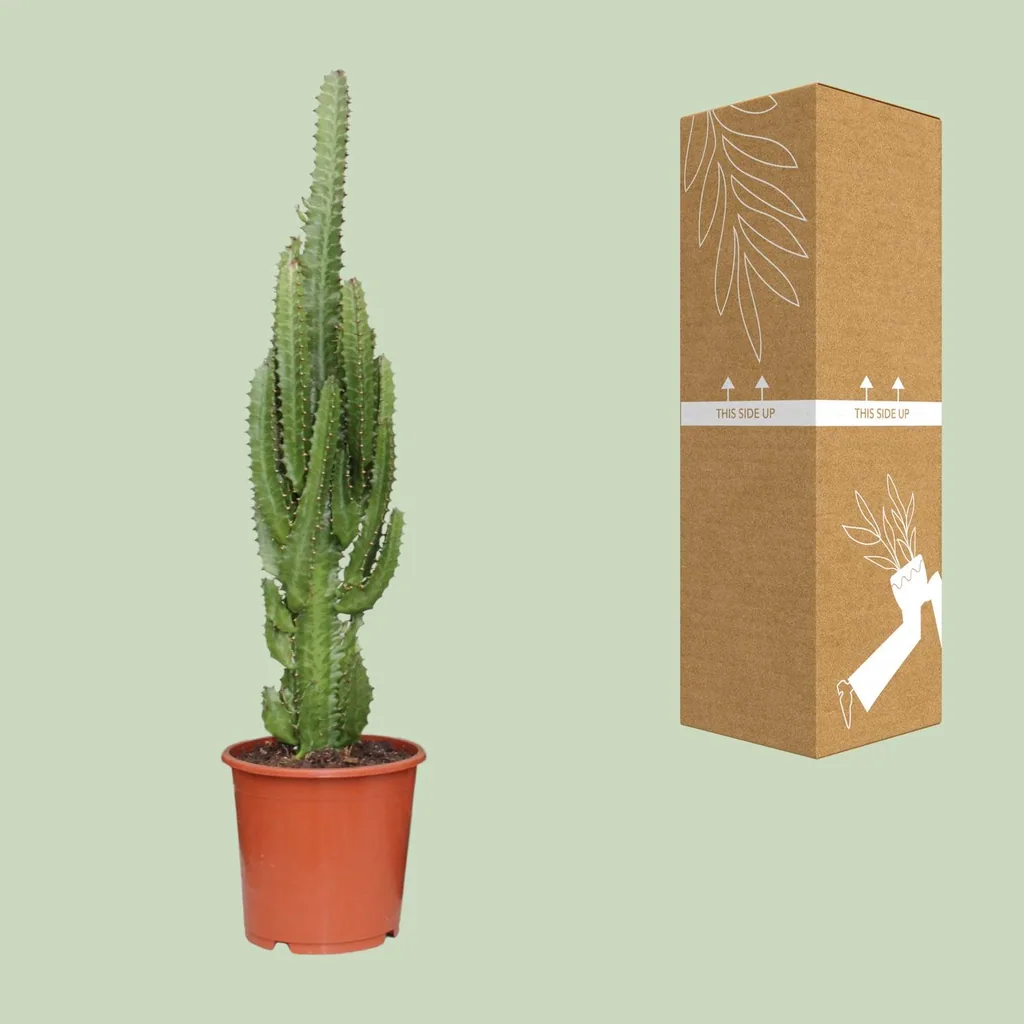 Dreikantige Wolfsmilch (Euphorbia trigona) – pflegeleichte Zimmerpflanze, Topf-Ø 17 cm, Höhe ca. 70 cm