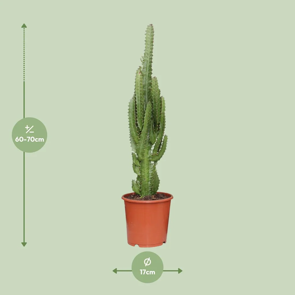 Dreikantige Wolfsmilch (Euphorbia trigona) – pflegeleichte Zimmerpflanze, Topf-Ø 17 cm, Höhe ca. 70 cm
