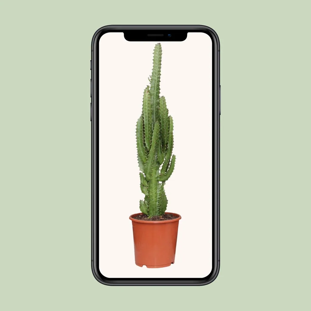 Dreikantige Wolfsmilch (Euphorbia trigona) – pflegeleichte Zimmerpflanze, Topf-Ø 17 cm, Höhe ca. 70 cm