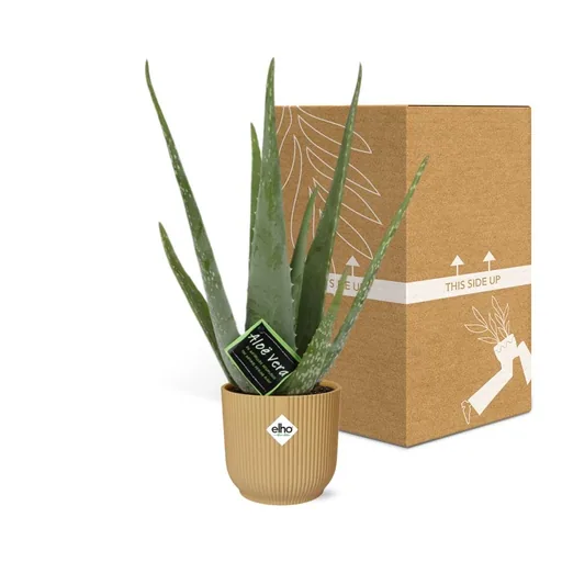 Echte Aloe (Aloe vera) – pflegeleichte Zimmerpflanze, im gelben Übertopf