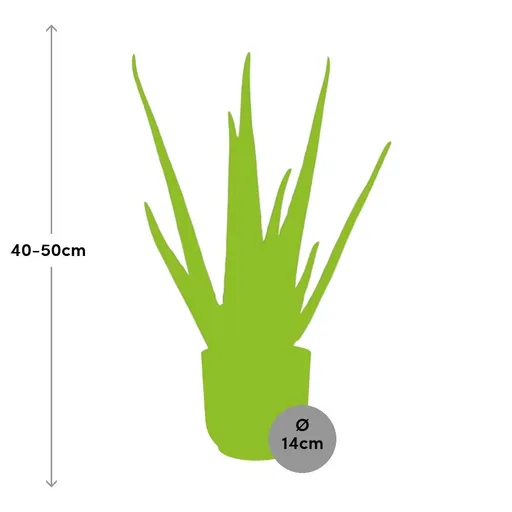 Echte Aloe (Aloe vera) – pflegeleichte Zimmerpflanze, im gelben Übertopf