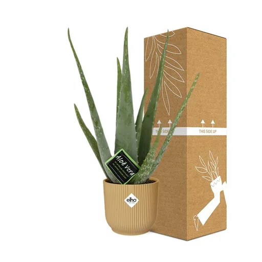 Echte Aloe (Aloe vera) – pflegeleichte Zimmerpflanze, im gelben Übertopf
