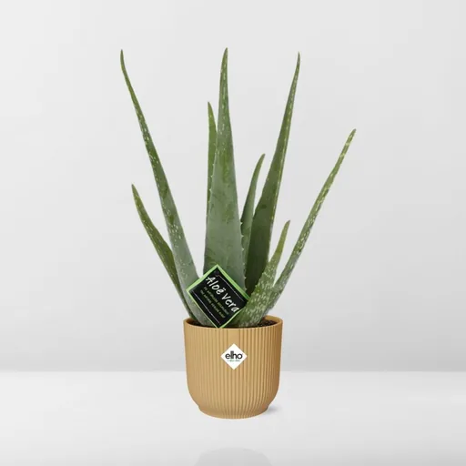 Echte Aloe (Aloe vera) – pflegeleichte Zimmerpflanze, im gelben Übertopf