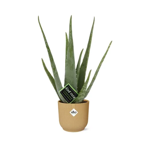 Echte Aloe (Aloe vera) – pflegeleichte Zimmerpflanze, im gelben Übertopf