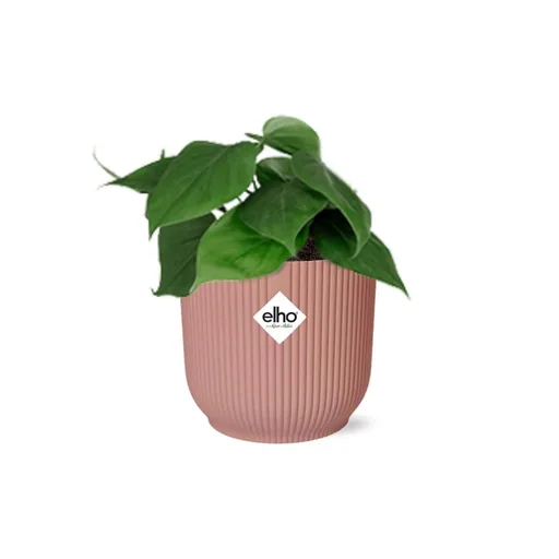 Herzblatt-Philodendron (Philodendron scandens) – pflegeleichte Zimmerpflanze, Höhe ca. 14 cm
