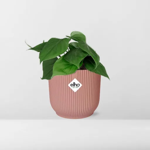Herzblatt-Philodendron (Philodendron scandens) – pflegeleichte Zimmerpflanze, Höhe ca. 14 cm