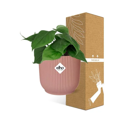 Herzblatt-Philodendron (Philodendron scandens) – pflegeleichte Zimmerpflanze, Höhe ca. 14 cm