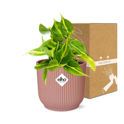 Kletter-Philodendron 'Brasil' (Philodendron scandens) – pflegeleichte Zimmerpflanze, im rosa Übertopf