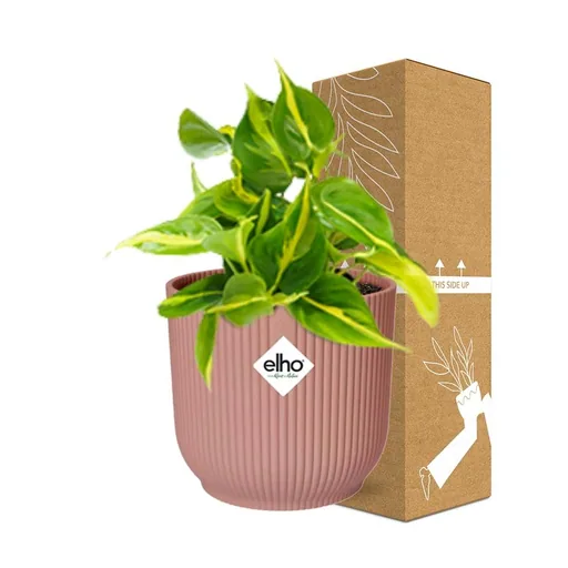 Kletter-Philodendron 'Brasil' (Philodendron scandens) – pflegeleichte Zimmerpflanze, im rosa Übertopf