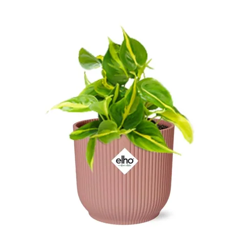 Kletter-Philodendron 'Brasil' (Philodendron scandens) – pflegeleichte Zimmerpflanze, im rosa Übertopf