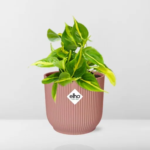 Kletter-Philodendron 'Brasil' (Philodendron scandens) – pflegeleichte Zimmerpflanze, im rosa Übertopf