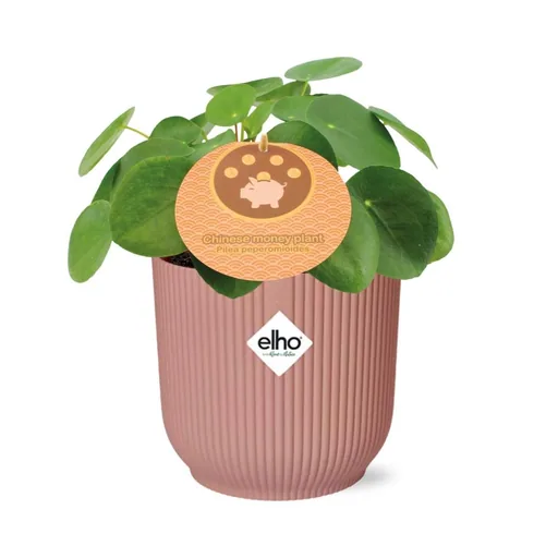 Ufopflanze (Pilea peperomioides) – pflegeleichte Zimmerpflanze, Topf-Ø 12 cm