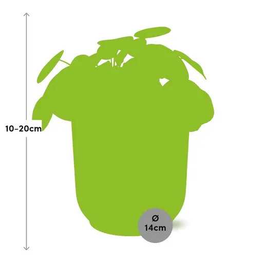 Ufopflanze (Pilea peperomioides) – pflegeleichte Zimmerpflanze, Topf-Ø 12 cm
