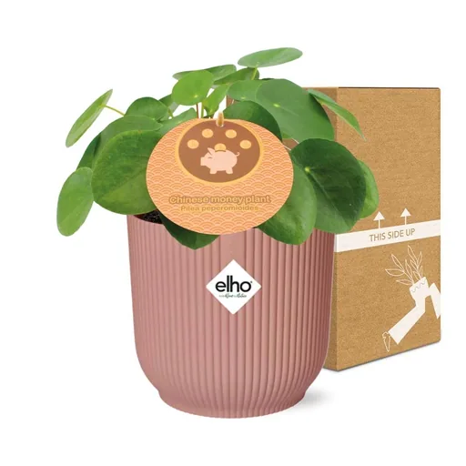 Ufopflanze (Pilea peperomioides) – pflegeleichte Zimmerpflanze, Topf-Ø 12 cm