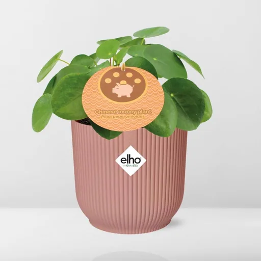 Ufopflanze (Pilea peperomioides) – pflegeleichte Zimmerpflanze, Topf-Ø 12 cm