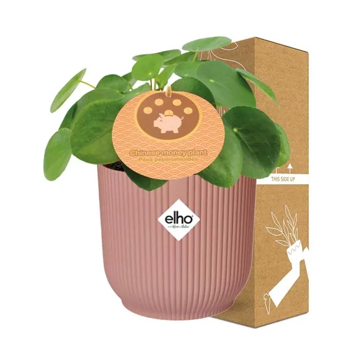 Ufopflanze (Pilea peperomioides) – pflegeleichte Zimmerpflanze, Topf-Ø 12 cm