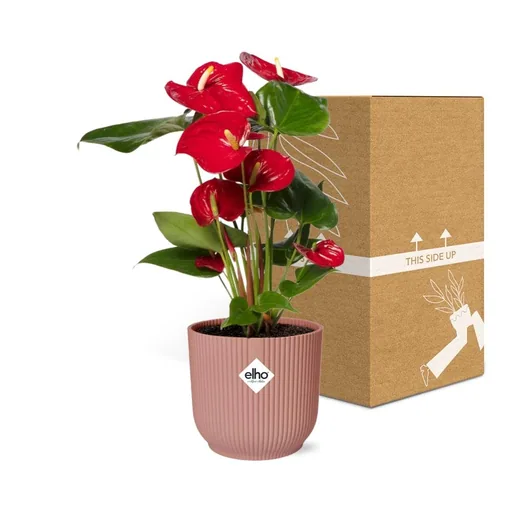 Flamingoblume rot (Anthurium) – pflegeleichte Zimmerpflanze, im rosa Übertopf