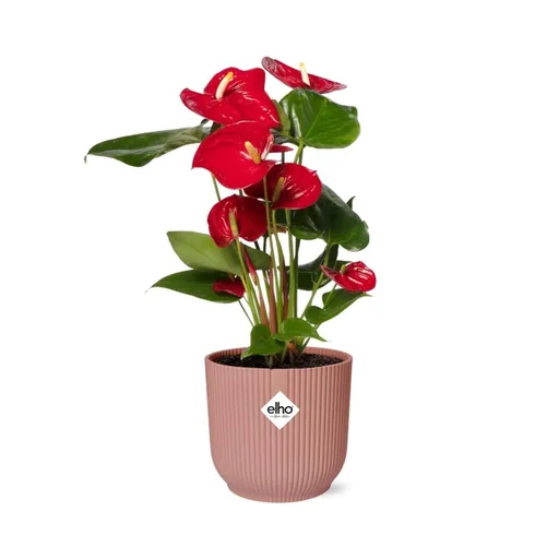 Flamingoblume rot (Anthurium) – pflegeleichte Zimmerpflanze, im rosa Übertopf