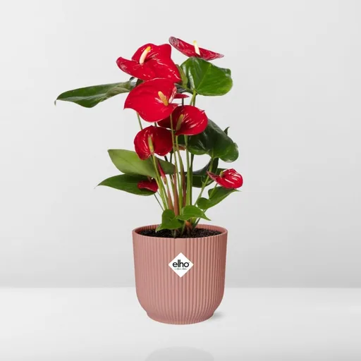 Flamingoblume rot (Anthurium) – pflegeleichte Zimmerpflanze, im rosa Übertopf